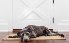 come aggiustare porta mangiata cane, come aggiustare porta, riparare porta