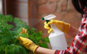 bicarbonato sodio piante