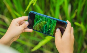 app riconoscimento piante