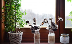 come conservare piante inverno, come proteggere piante inverno, come proteggere piante freddo