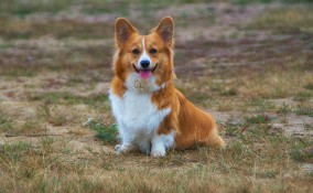 pembroke welsh corgi, cani gallesi, razza canina