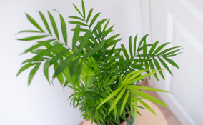 come coltivare chamaedorea, come coltivare palma della fortuna, chamaedorea elegans cura