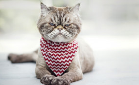 gatto, toccare, cause