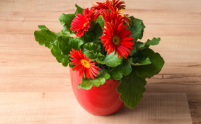 coltivare gerbera, cura gerbera