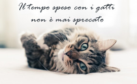 giornata gatto immagini frasi, giornata gatto immagini, giornata gatto frasi