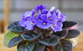come coltivare violette africane, coltivare saintpaulia, coltivare violette