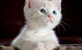 gattino, morde, mani