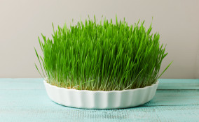 come fare sepolcri pasquali, come fare sepolcri pasqua, sepolcri pasquali grano, sepolcri pasquali lenticchie