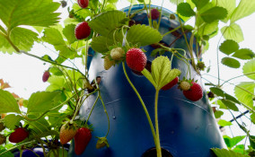 coltivare fragole vaso verticale, come fare torre fragole