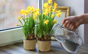 come coltivare narcisi vaso, coltivare i narcisi 