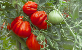 come coltivare pomodoro cuore bue, come coltivare pomodoro bue