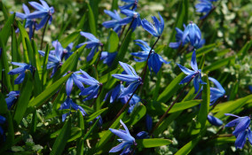 come coltivare scilla, coltivare scilla