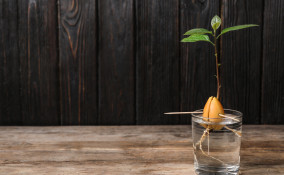 come coltivare avocado, coltivare avocado dal seme