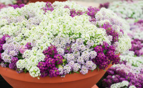 Alyssum