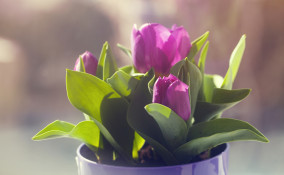 come coltivare tulipani casa, coltivare tulipani, coltivare tulipani acqua, coltivare tulipani vaso