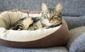 pulizia, cuccia, gatto