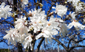 come coltivare magnolia stellata, coltivazione magnolia stellata
