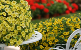 petunia nana coltivazione, coltivare petunia nana, coltivare calibrachoa, coltivazione calibrachoa