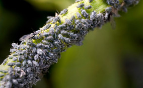 eliminare afidi piante