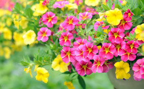 petunia surfinia differenza, petunie surfinie differenze