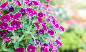 petunie surfinie storia, petunie surfinie significato