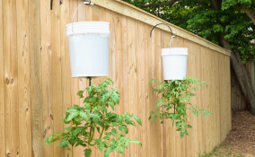 coltivare pomodori sospesi