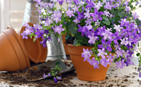 come coltivare campanule, coltivare campanule