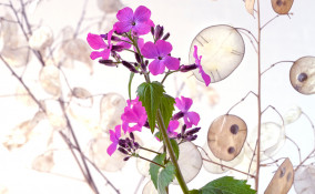 come coltivare lunaria, come coltivare monete del Papa