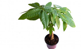 come curare pachira, curare pachira in casa, come coltivare pachire