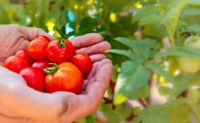 solanacee quali sono, solanacee come si coltivano