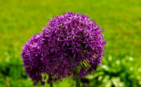 come coltivare aglio ornamentale, come coltivare allium