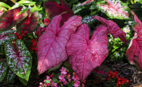 come coltivare caladium, come coltivare caladio