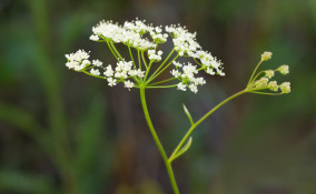 pimpinella, erba, rimedi