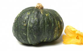 zucca delica proprieta