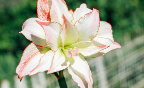 come coltivare hippeastrum , come coltivare l’ippeastro, coltivazione hippeastrum