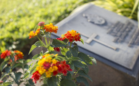 quali fiori coltivare cimitero, fiori cimitero
