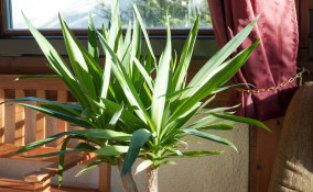 come coltivare yucca, coltivazione yucca