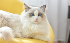 sognare, gatti, significato