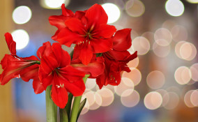 quali fiori coltivare natale, fiori natale