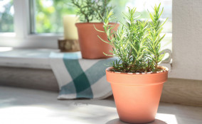 coltivare rosmarino vaso, coltivare rosmarino