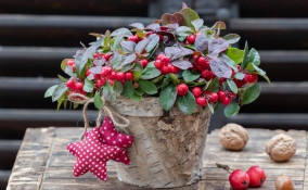 piante natalizie bacche rosse, piante natale bacche rosse