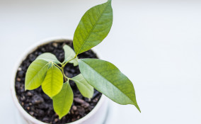 coltivare litchis vaso, come coltivare litchi