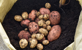 come coltivare patate sacco, come coltivare patate, coltivazione patate sacco