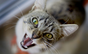 gatto arrabbiato motivi
