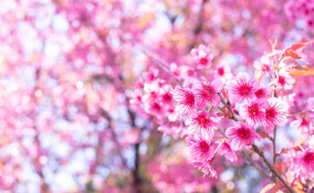 Frasi sulla primavera