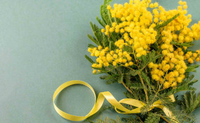 Mazzo di mimose recise