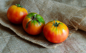 come coltivare pomodori sacco, coltivazione pomodori sacco