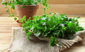 come coltivare prezzemolo vaso, come coltivare prezzemolo 