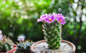 piante grasse nomi, piante grasse foto, piante succulente nomi