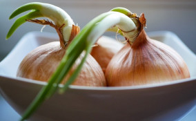 piantare cipolle scarti